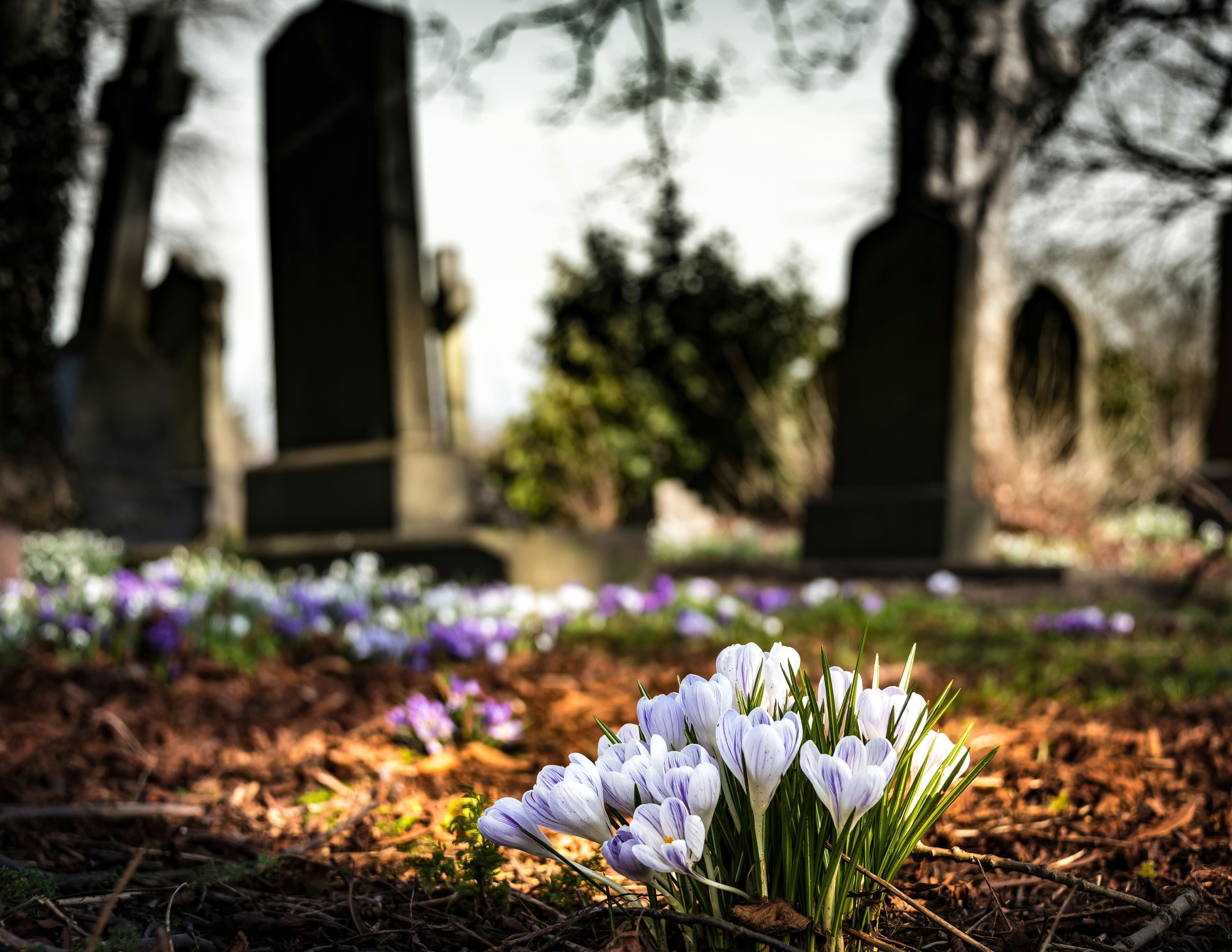 Illustration cimetière (source pexels)