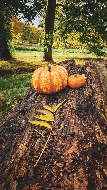 illustration alsh automne