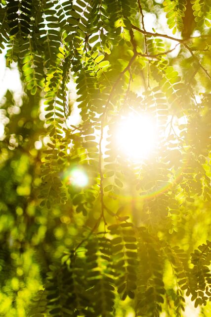 illustration canicule (source pexels)